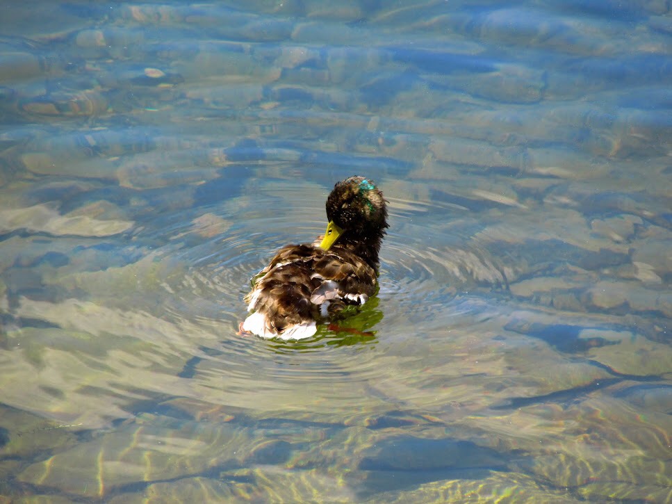 Clean Duck | Shutterbug